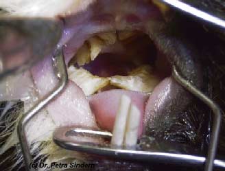 Zahnfehlstellung beim Meerschwein